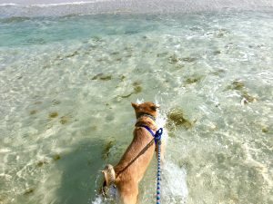 Let your dog jump in the Gulf for a morning swim!