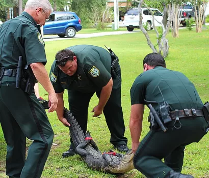 South Walton Alligator