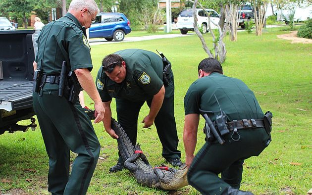 South Walton Alligator