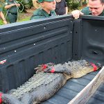 South Walton Alligator