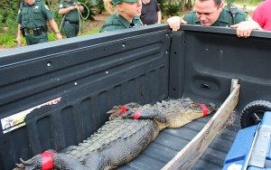 South Walton Alligator