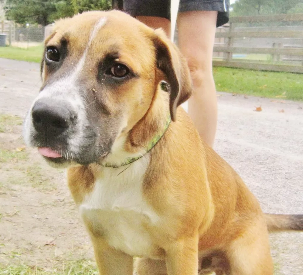 Meet Mitch at Alaqua Animal Refuge