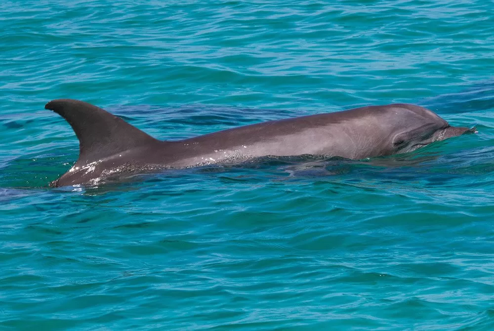 How to Spot Dolphins Near 30A, Florida