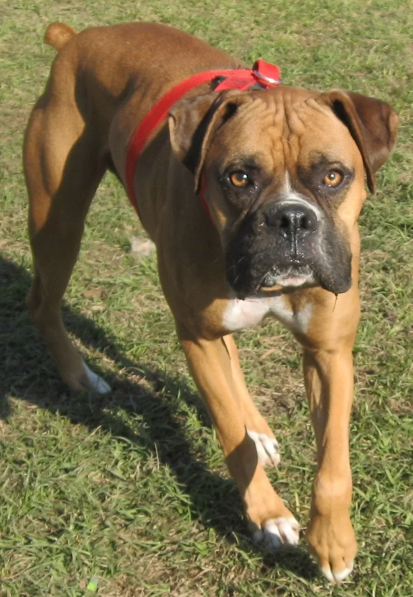 Alaqua’s Pet of the Week: Joe Boxer