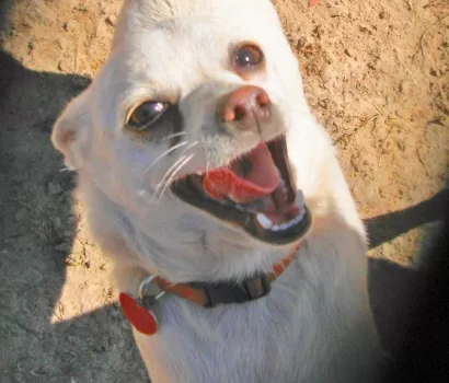 Alaqua’s Pet of the Week: Ramon