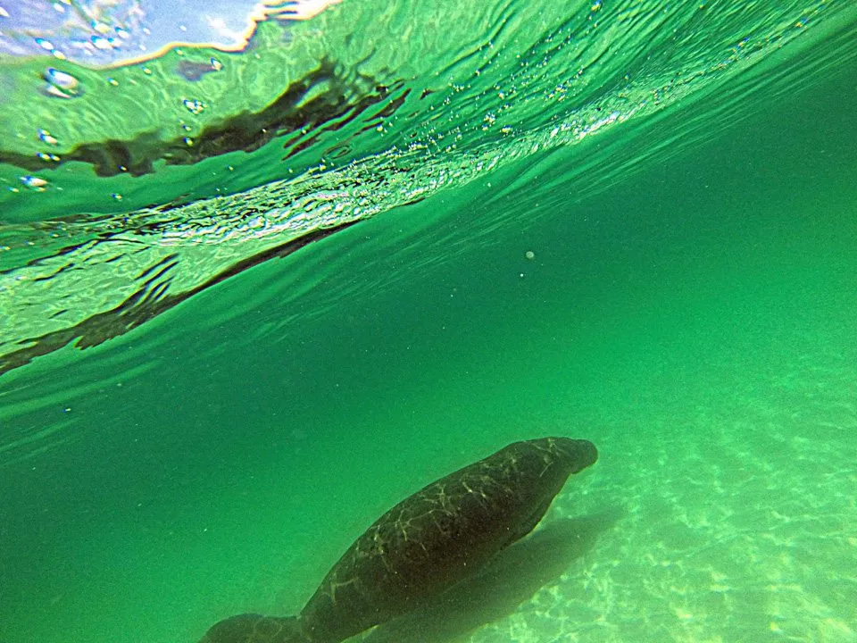 Miramar Manatee