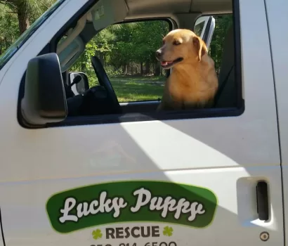 New Rescues Need Urgent Help at Alaqua
