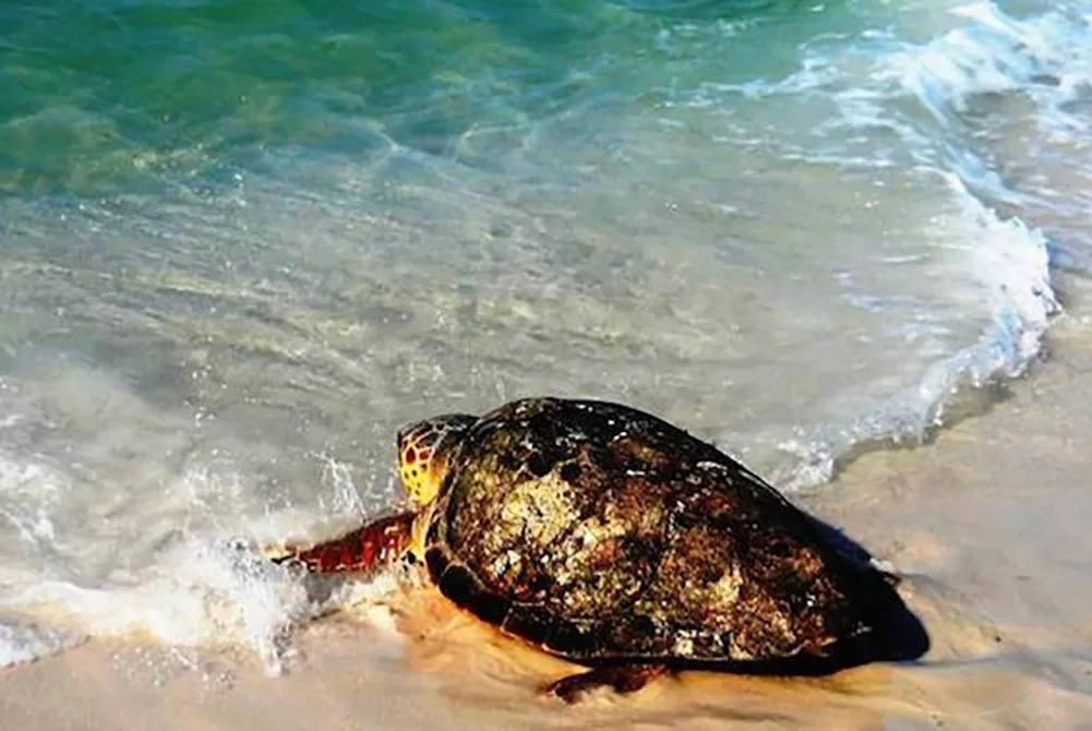 Gators, Beach Mice and Lake Sharks? 30A Radio Interviews Patrick Hartsfield of Grayton Beach State Park