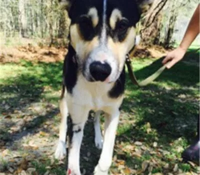 Alaqua Animal Refuge Helps Manny Run Again After Homemade Amputation