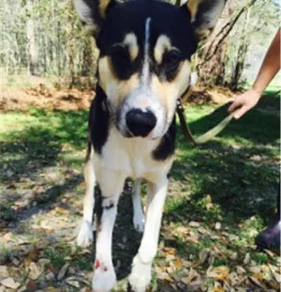 Alaqua Animal Refuge Helps Manny Run Again After Homemade Amputation