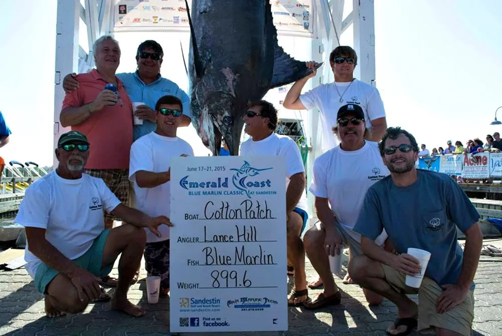 Nearly 900-Pound Blue Marlin Crushes Tournament Record