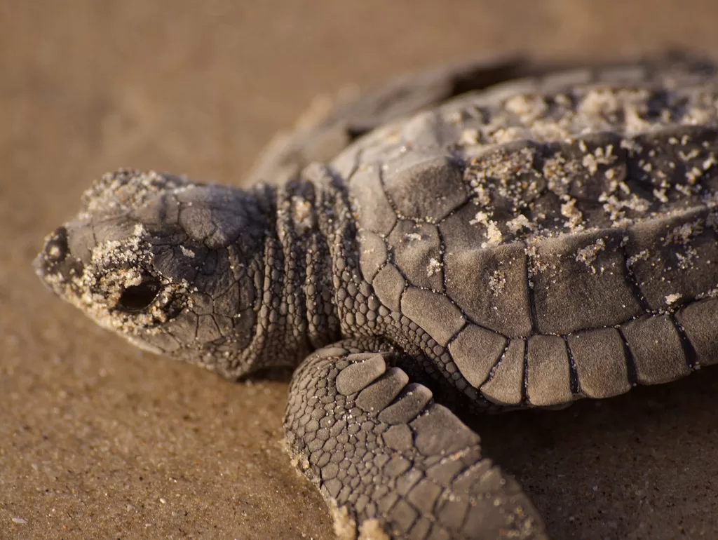 Beach Ambassadors Needed for Sea Turtle Protection