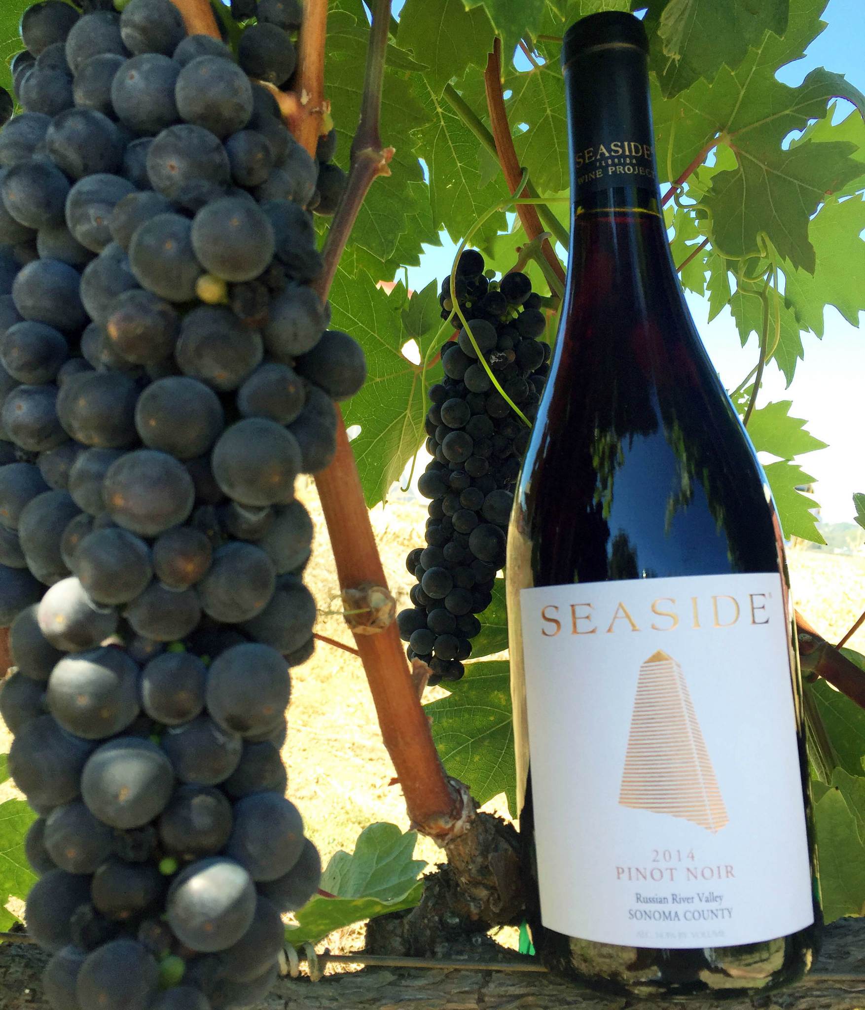 Seaside Wine Project new label 2015 (1)