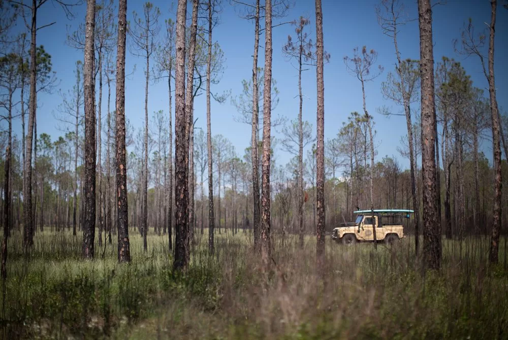 Celebrate Our Forests With Earth Day Event at Seaside