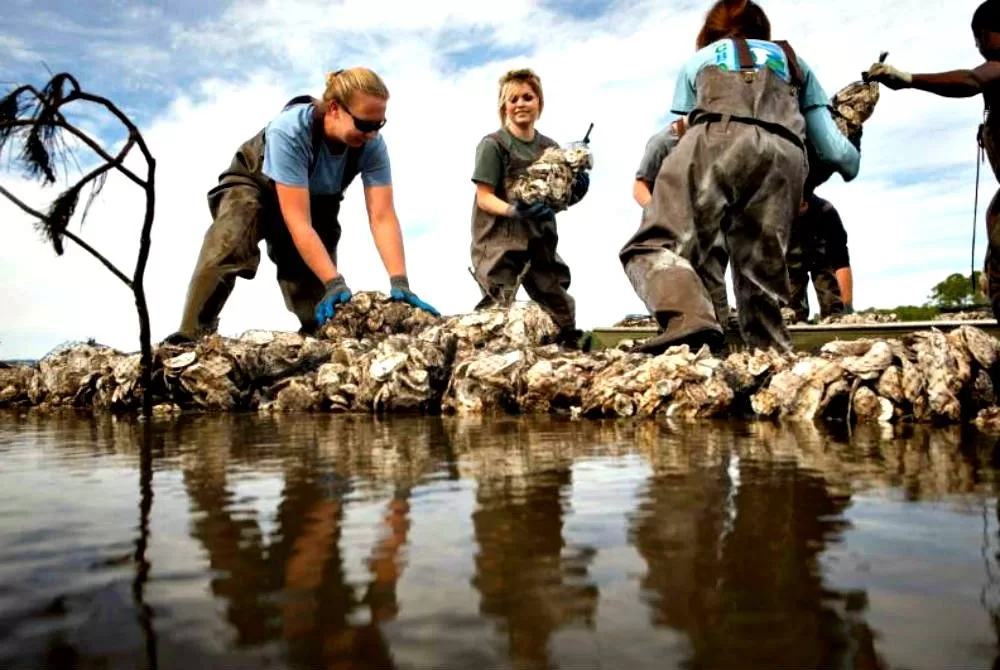 THIS WEEK: Save the Bay, Help Build an Oyster Reef