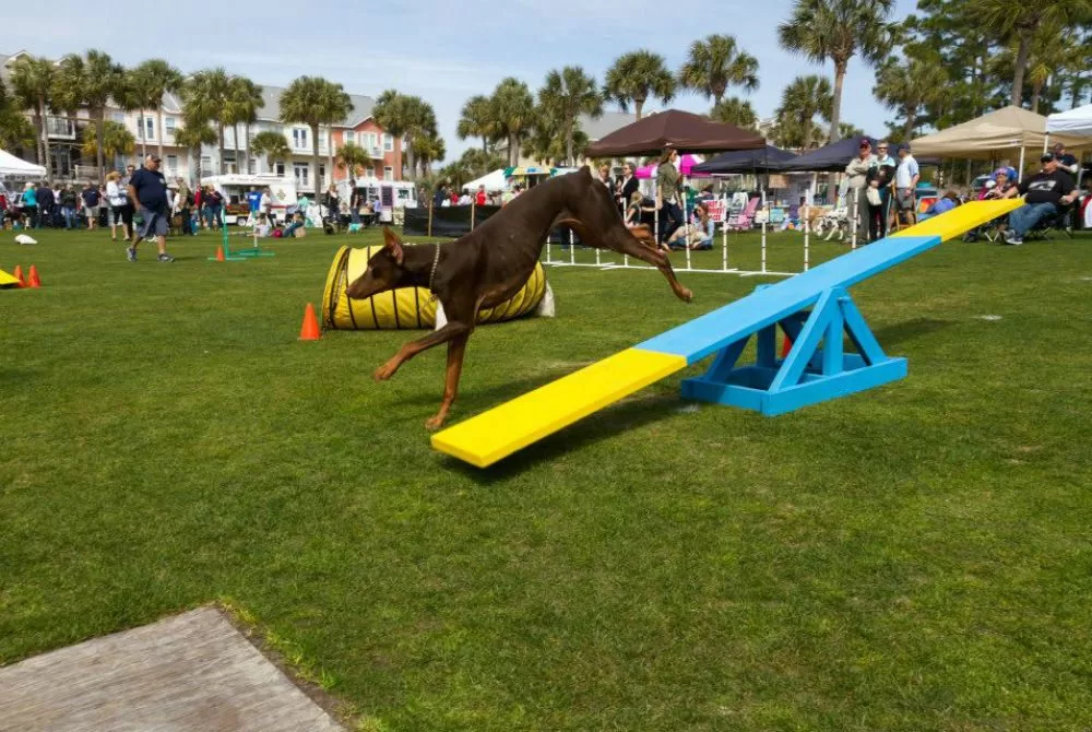 Calling All Pets: Furry Fest Coming to Santa Rosa Beach