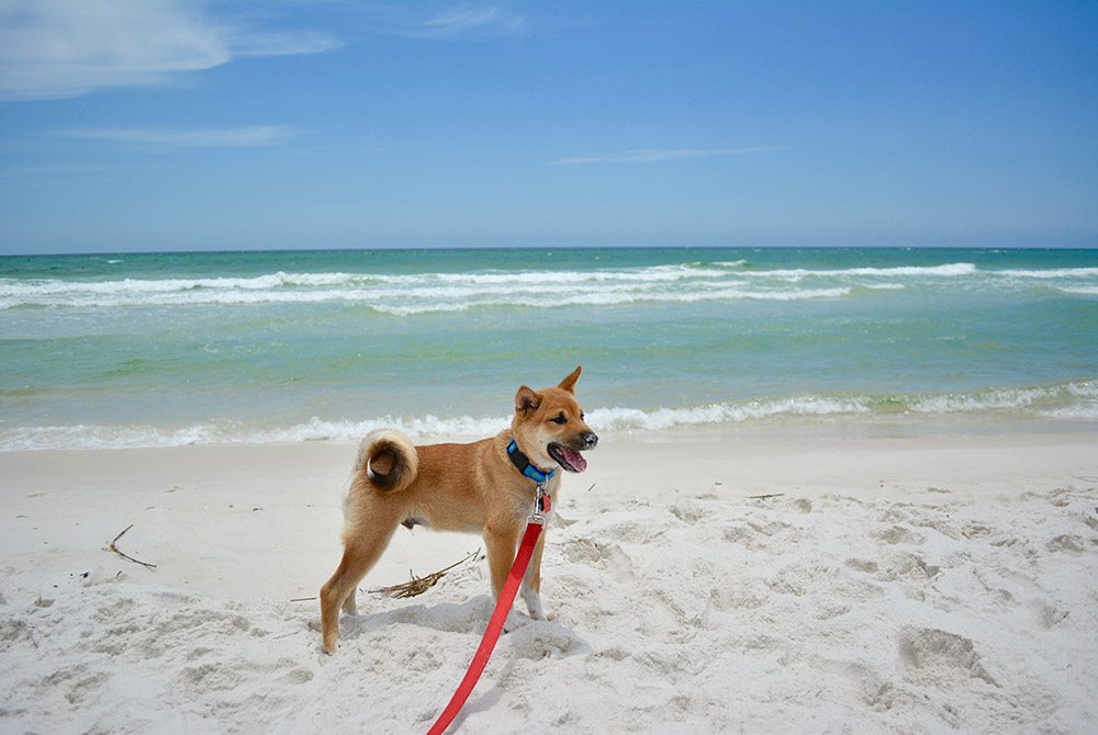 Everything You Need to Know About Dogs in South Walton