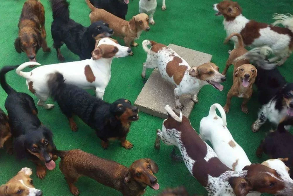 Nearly 50 Dachshunds Rescued From Hoarding Situation