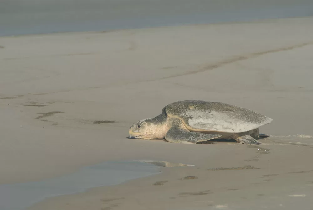 Extremely Endangered Sea Turtle Nest Discovered in Park