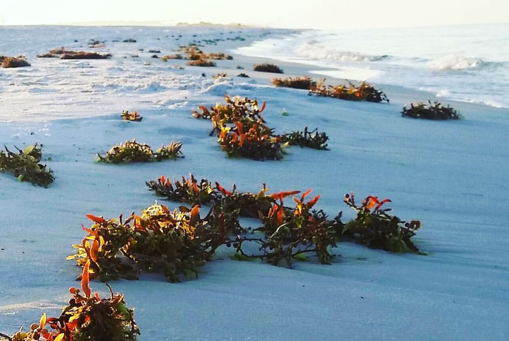 Sargassum: What the Heck is it?