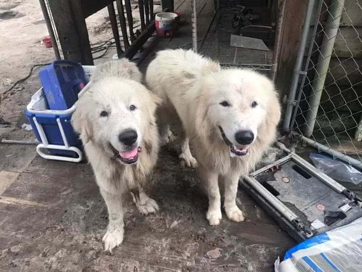 Over 70 Great Pyrenees Rescued From Hoarding Conditions