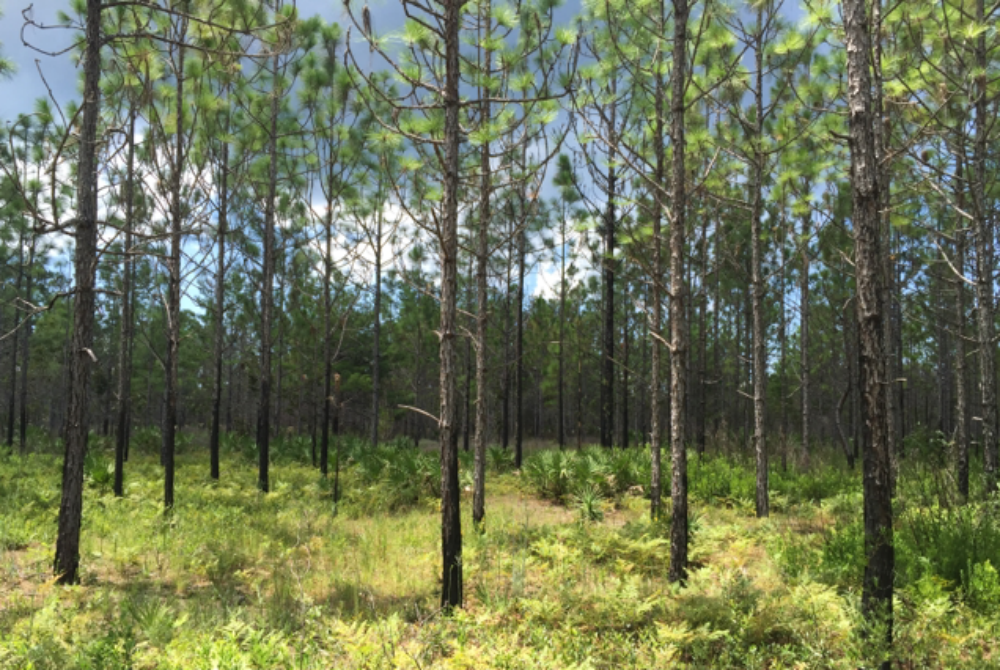 A Guide to Hiking in South Walton, Florida