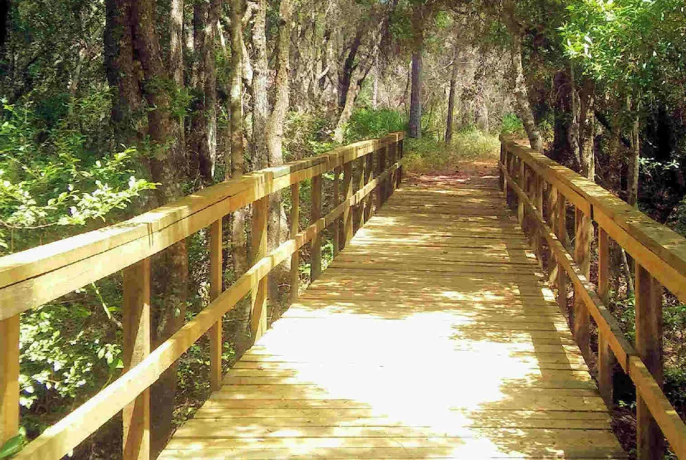 McQuage Bayou Trail Reopens at Point Washington State Forest