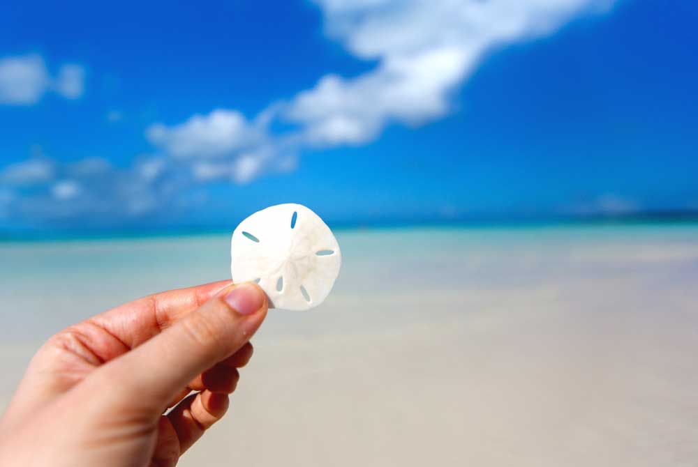 Sand Dollars: What You Need to Know