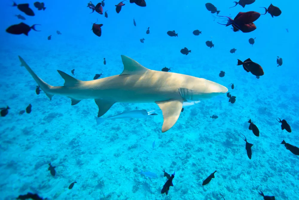 15 Things You Didn’t Know About Sharks