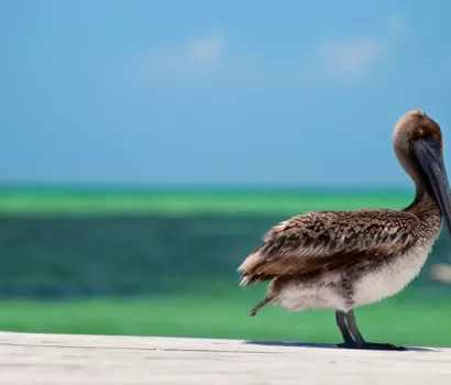 9 Peculiar Facts About Pelicans