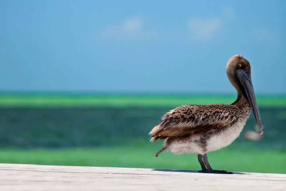 9 Peculiar Facts About Pelicans