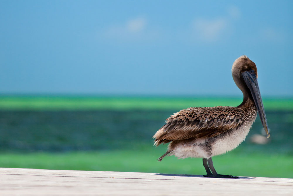 9 Peculiar Facts About Pelicans - 30A
