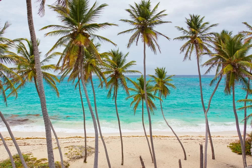 5 Fascinating Facts About Palm Trees