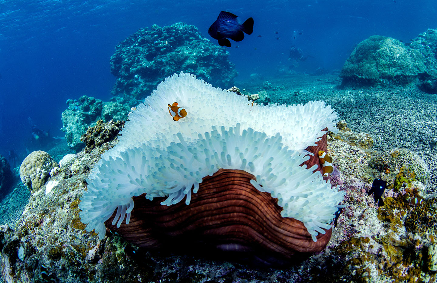 how to stop coral reef destruction