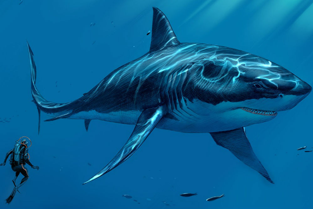Meet The Megalodon Gigantic Sharks That Once Swam The Oceans 30a