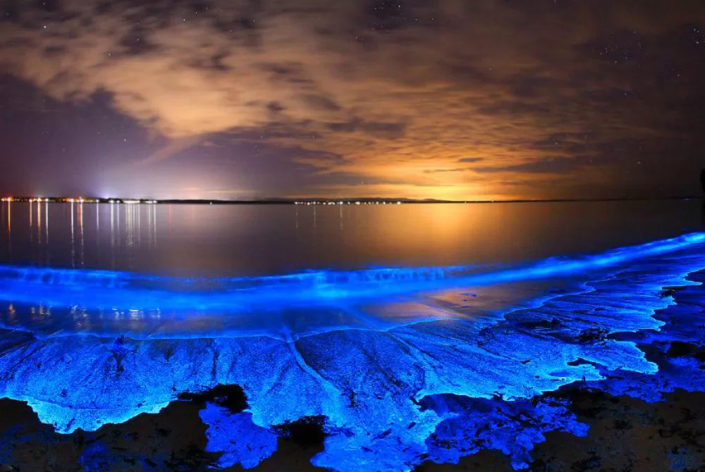 Electric Blue Beauty: Plankton Creates Magical Waters