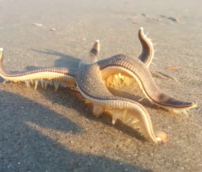 VIDEO: Rare Footage of a Starfish ‘Walking’ on the Beach