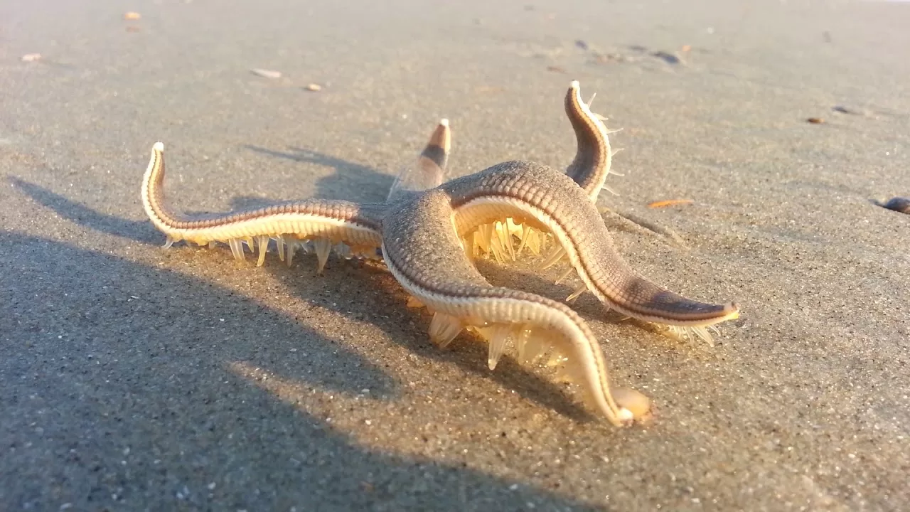 VIDEO: Rare Footage of a Starfish ‘Walking’ on the Beach