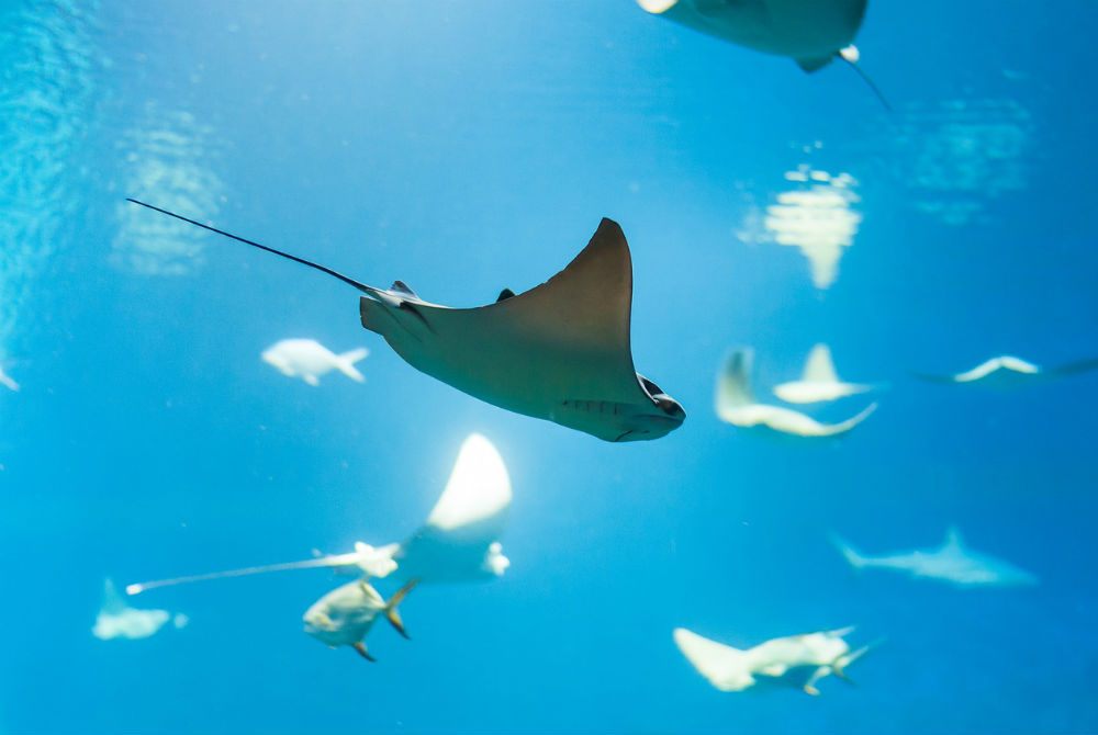 Meet the Rays Living in the Gulf of Mexico
