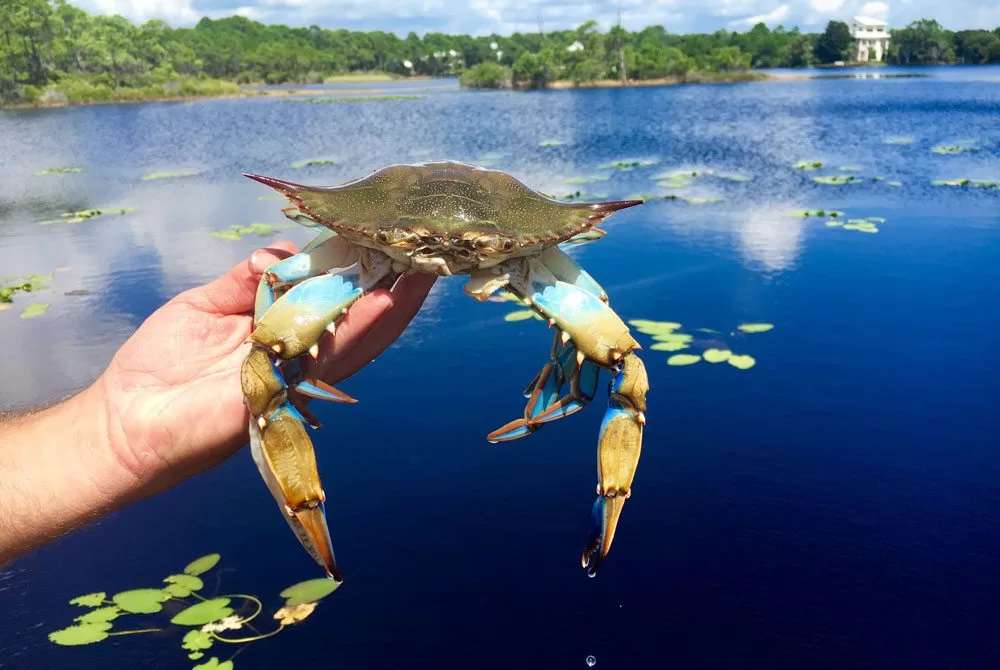 THIS WEEKEND: 30A Blue Crab Fest!