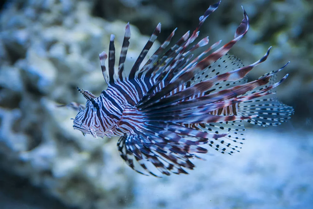 The Lionfish: How We’re Winning Against This Invasive Species