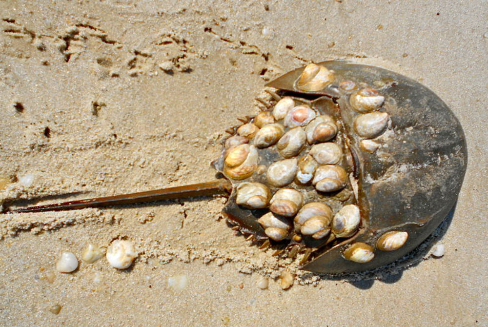 How long do horseshoe crabs live