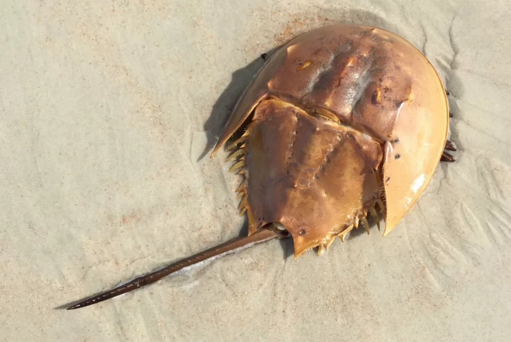 8 Things to Know About Horseshoe Crabs – A Little Creature Making Big Ripples