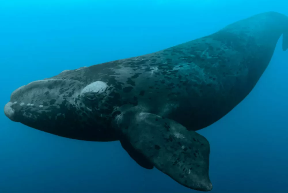 Ten Big Facts About the North Atlantic Right Whale