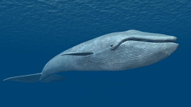 Blue Whale Getty Images - 30A