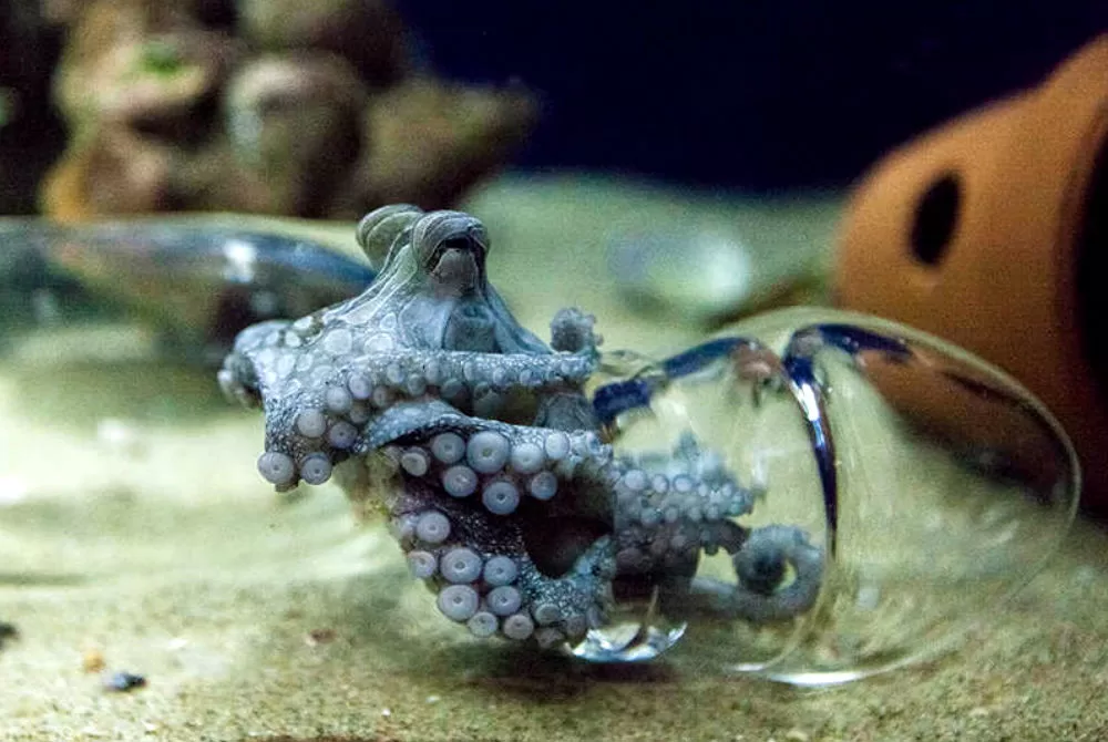 The Most Fascinating, Loving, Squeezing, Kissing Octopus in the Ocean