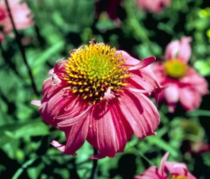 5 Spring Blooms You’ll See Everywhere in Florida