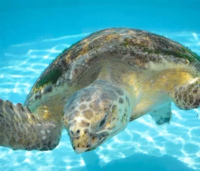 The Truth About Sea Turtles in South Walton