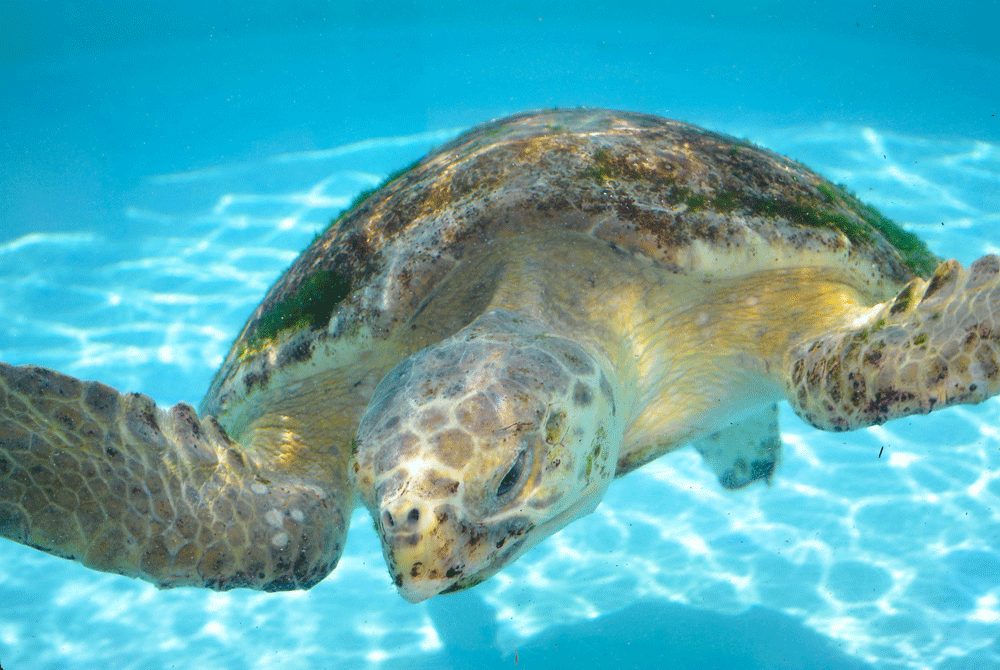 The Truth About Sea Turtles in South Walton