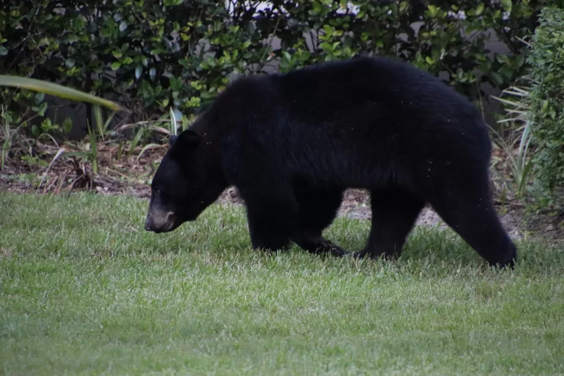 Bears in South Walton: What You Need to Know